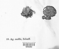 Crepidotus mollis image
